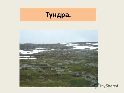 Тундра рисунок карандашом - 48 фото