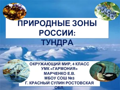 Тундра картинки для детей - 65 фото