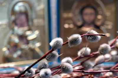 Вербное воскресенье - 2018: история и традиции праздника • ИА «ВК Пресс»  Краснодар