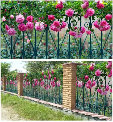 Фотосетка,\"Розы на заборе\".Фотосетка для забора,Фотосетка на забор,сетка  для забора,фото сетка для забора,фотосетка | AliExpress