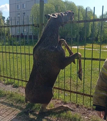 Забор из горбыля с установкой под ключ в Москве, цены за метр - Good Zabor