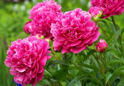 Обои цветы, природа, лепестки, весна, голубые для рабочего стола,  pechenocna flowers HD wallpaper | Pxfuel