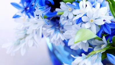 Красивые цветы на заставку смартфона (подборка из 3 и 10 фото) | Tengyart