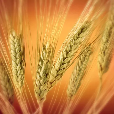 🌾Все на Жатву🌾