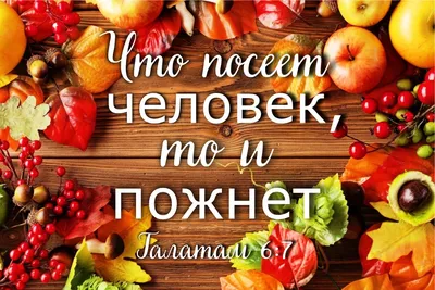 Варианты оформления витрин на праздник Жатвы | Декор на день благодарения,  Уборка урожая, Праздник урожая