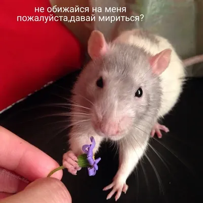не обижайся на меня｜TikTok Search