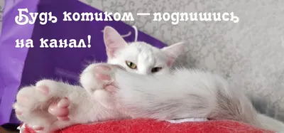Пин от пользователя Elnfrnts на доске meme | Кошачьи цитаты, Котята, Милые  котики