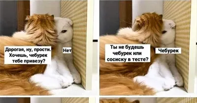 Уси Пуси не Дуйся))) | Пикабу