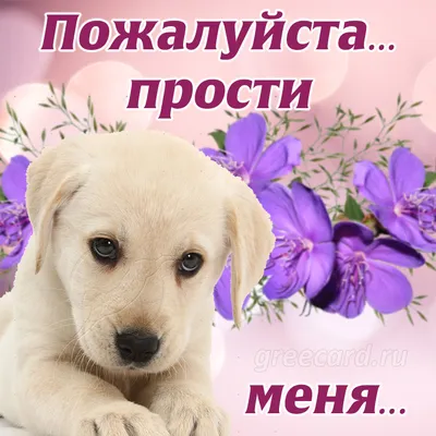 Не дуйся, дуся! - Single - Album by Джавид Касимов - Apple Music
