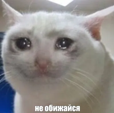 Ответы Mail.ru: что ответить на фразу \"Не дуйся\"?