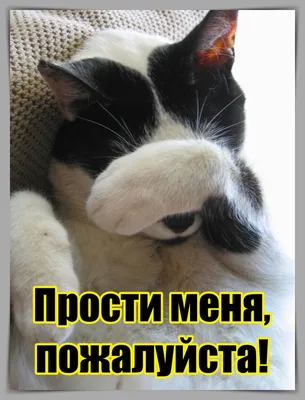 Картинки \"Не сердись на меня, пожалуйста!\" (38 фото) 🔥 Прикольные картинки  и юмор