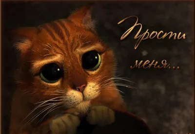 не злись | Мемы, Котята, Приложения