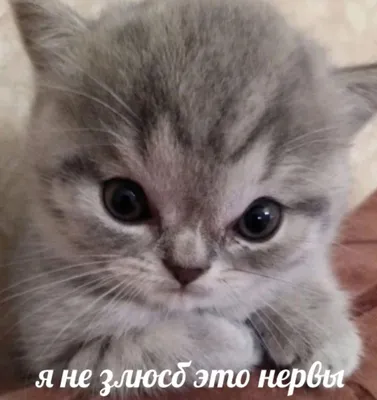 не злись на меня я тебя люблю｜Поиск в TikTok