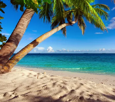 Обои пляж, 5k, 4k, пальма, океан, beach, 5k, 4k wallpaper, palm. ocean,  Природа #7037