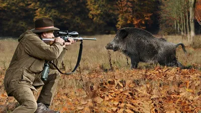 Охота на кабана с лайками. Охота. Купить в Краснодарском крае:  Новороссийске, Геленджике