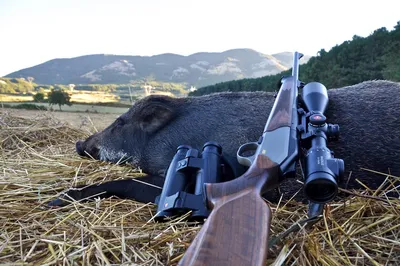 🐗 Охота на кабана: способы (с подхода, загонная), места, сроки летом и  зимой - GetHunt