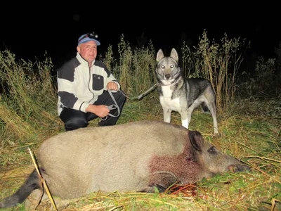 🐗 Охота на кабана: способы (с подхода, загонная), места, сроки летом и  зимой - GetHunt