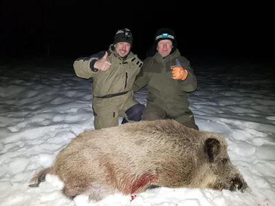 🐗 Охота на кабана: способы (с подхода, загонная), места, сроки летом и  зимой - GetHunt