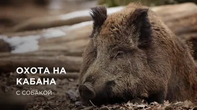Охота на кабана — Охотбаза