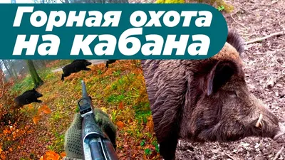 Очарование ночных охот. Несколько историй с охоты на кабана - Русский  охотничий портал