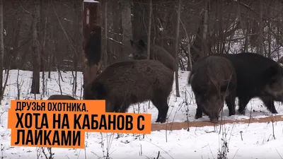 Авторская скульптура из бронзы \"Охота на кабана\" - [арт.182-18], цена:  660000 рублей. Эксклюзивные животные, композиции в интернет-магазине  подарков LuxPodarki.