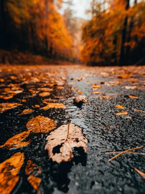 Фон , Обои , Заставка на телефон , сохранить , Листья , Осень | Free fall  wallpaper, Fall background, Cute fall wallpaper