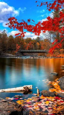 Wallpaper Leaf Autumn Nature Stones Wet 640x960