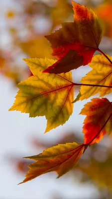 New wallpaper for your android or iOS Device. Get our app on Android or iOS  for free! http://bit.ly/hd… | S5 wallpaper, Thanksgiving live wallpaper,  Fall wallpaper