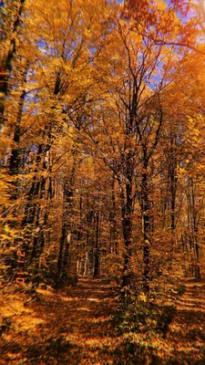 Осень обои для Андроид Full HD, лучшие 1080x1920 заставки на телефон |  Akspic