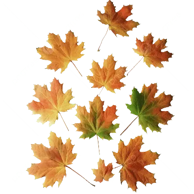 Осенние листья на прозрачном фоне PNG , лист, осень, сентябрь PNG картинки  и пнг PSD рисунок для бесплатной загрузки
