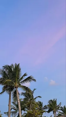 Обои на телефон .Wallpaper .Пальма | Palm trees, Landscape prints, Tropical  landscaping