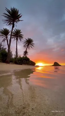 Пальмы на острове на фоне заката | Премиум Фото