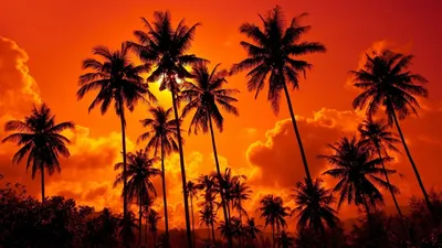Скачать 938x1668 пальмы, закат, облака, тропики, небо, пористый обои,  картинки iphone 8/7/6s/6 for parallax