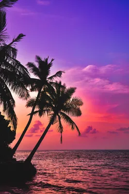 Фотообои \"Тропический закат с пальмами\" - Арт. 150118 | Купить в  интернет-магазине Уютная стена