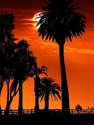 Пальмы на пляже на закате | Премиум Фото