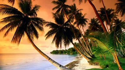 Картинки пальмы на закате на телефон: фото, изображения и картинки