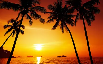 Закат с пальмами рисунок - 76 фото