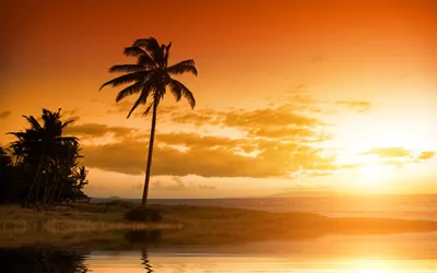 Пальмы на маленьком острове с красивым закатом на заднем плане | Премиум  Фото
