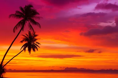 Картинки пальмы пляж закат (67 фото) » Картинки и статусы про окружающий  мир вокруг