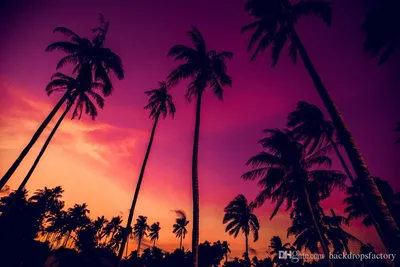 Пальмы на закате обои - 64 фото