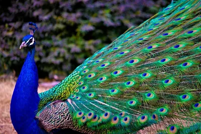 🦚 Купить чучело павлина: 60 000 руб, цена в Москве - интернет-магазин  Дикоед