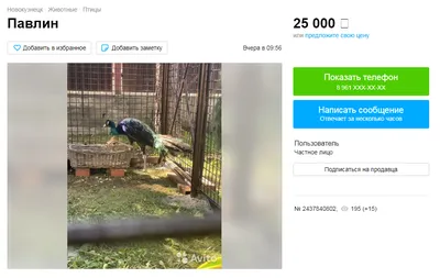peacock | Цветочные картины, Обои для телефона, Декор поделки ручной работы