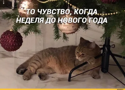 Новый Год :: Приколы для даунов :: праздник :: котэ (прикольные картинки с  кошками) :: разное / картинки, гифки, прикольные комиксы, интересные статьи  по теме.