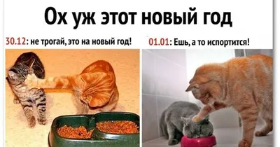 Приколы про Новый год 2022 — мемы, смешные картинки, карикатуры, шутки -  Телеграф