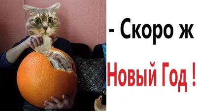 Amazon.com: Встречаем Новый год и Рождество. Сценарии праздников, тосты,  шутки и приколы: Для дома, для семьи (Russian Edition): 9785790540929:  Красичкова, А.Г.: Libros