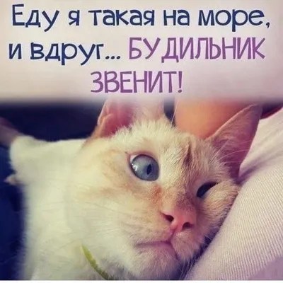 море пляж / смешные картинки и другие приколы: комиксы, гиф анимация,  видео, лучший интеллектуальный юмор.