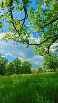 Картинки природа на заставку телефона (100 фото) • Прикольные картинки и  позитив
