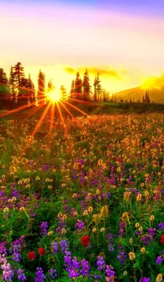 Картинки природа на заставку телефона (100 фото) | Пейзажи, Природа,  Зеленая природа