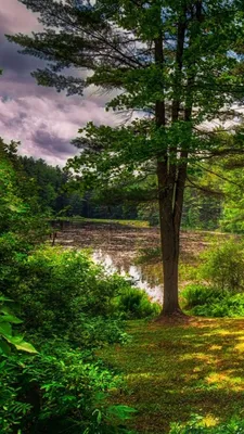 Картинки природа на заставку телефона (100 фото) в 2023 г | Пейзажи,  Природа, Водопады