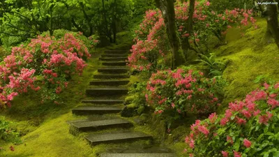 Обои на айфон природа - 53 фото